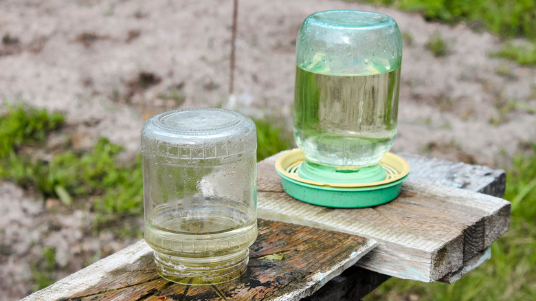 Two mason jars filled with water and positioned upside down on wooden boards in a yard.