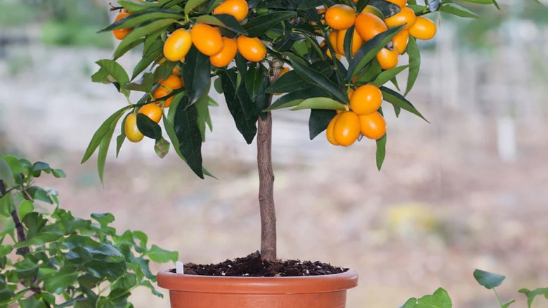 Fukushu Kumquat plant holding ripe fruits