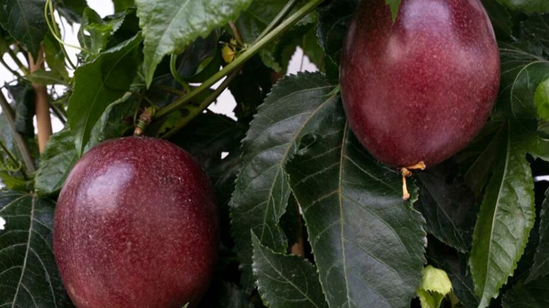 Ripe red fruits on Poppin' Passion passion fruit plant
