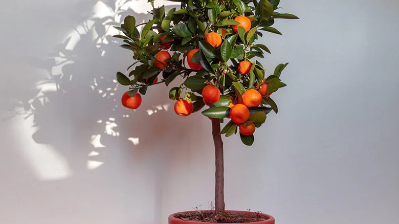 Fruits hanging from Dancy tangerine plant in a red pot