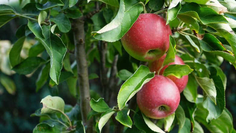 Red columnar apples hanging from plant