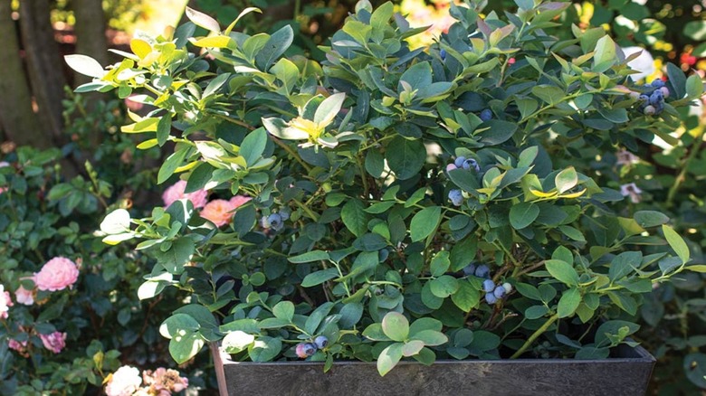 Dwarf blueberries growing in a pot