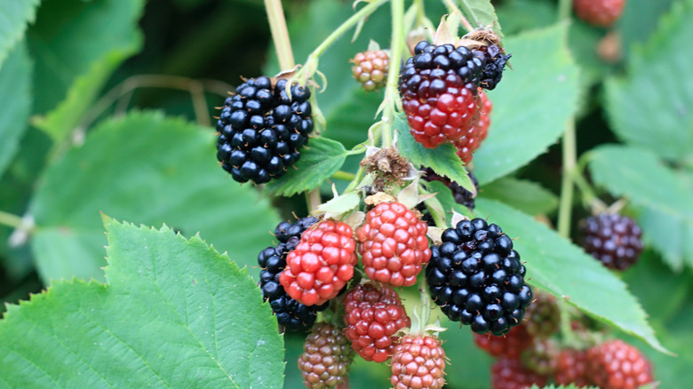 Thornless blackberries ripening in container