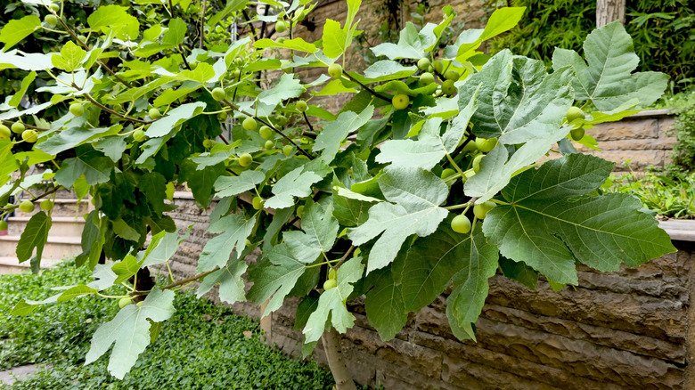 Green fruits hanging from fig plant in a container