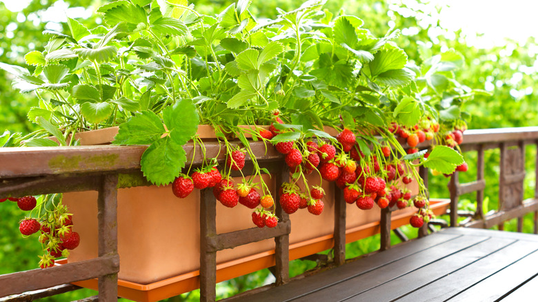 Ripe strawberries growing in a container on a balcony