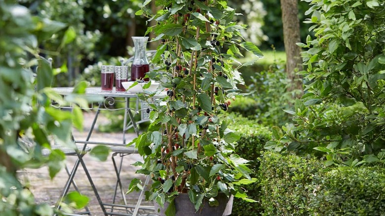 Mojo berry mulberry bush growing in gray pot