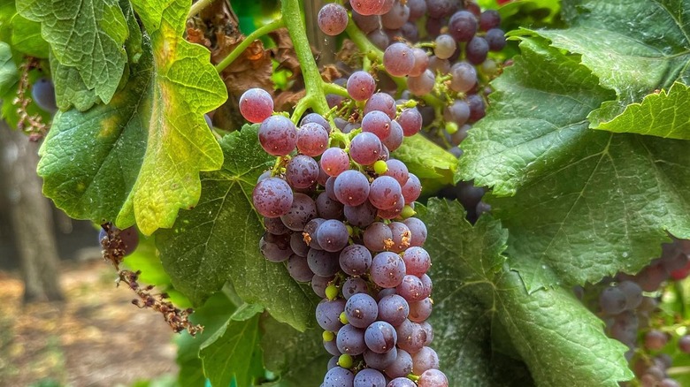 Ripe Pixie grapes growing against green leaves