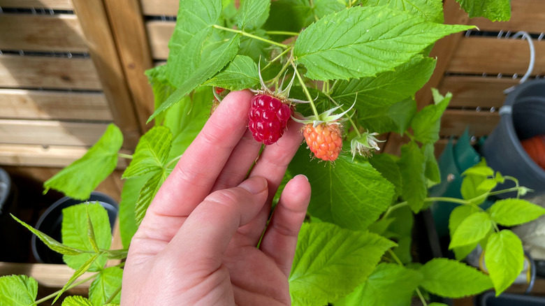 Hand holding ripe raspberry fruit growing in a container