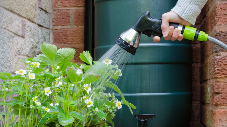 Person watering young strawberry plants against a brick wall