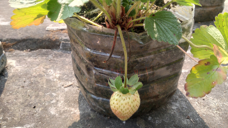 White fruit hanging from a pineberry plant