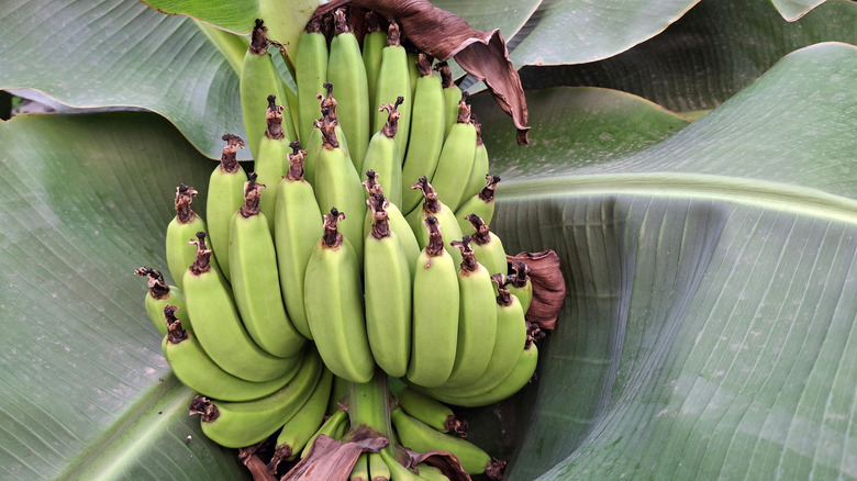Green 'Dwarf Cavendish' bananas in growth