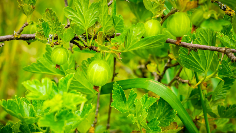 Green gooseberry fruits in growth