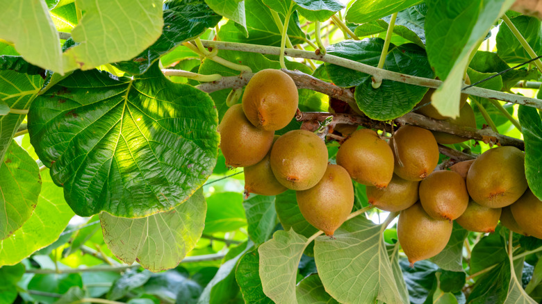Ripe golden kiwis hanging from a vine