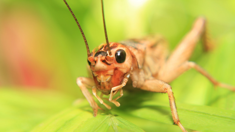 Cricket on a leaf