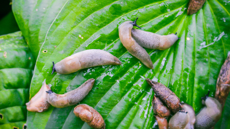 slugs eating hosta leaves