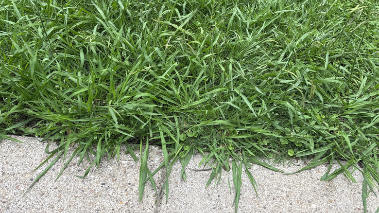 Close-up of crabgrass weed spreading in a residential lawn