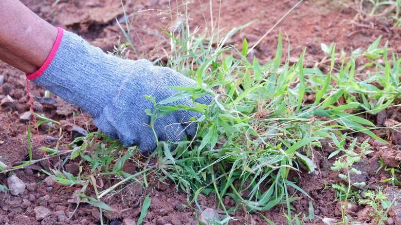 Person pulling up weed in dirt lawn.