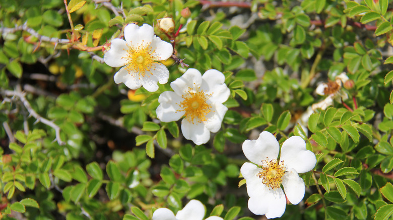 A Burnet rose blooming in a residential garden.