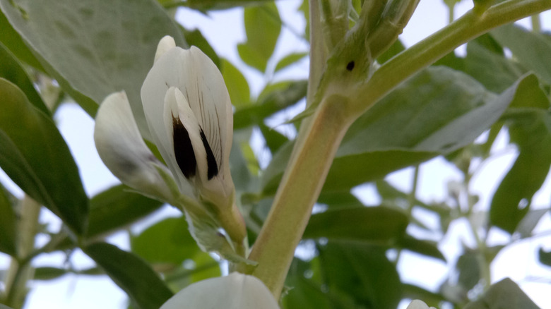 Closeup on a white fava bean flower