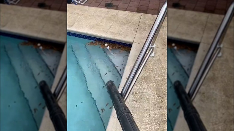 The end of a leaf blower nozzle pointing towards leaves in a swimming pool