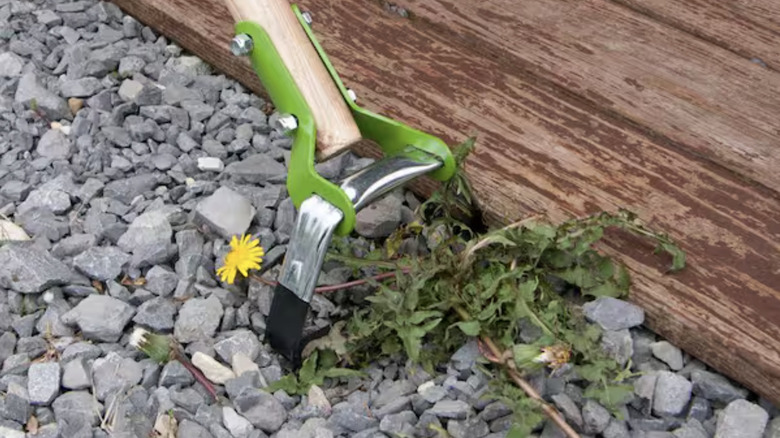 A scuffle hoe removing weeds from gravel