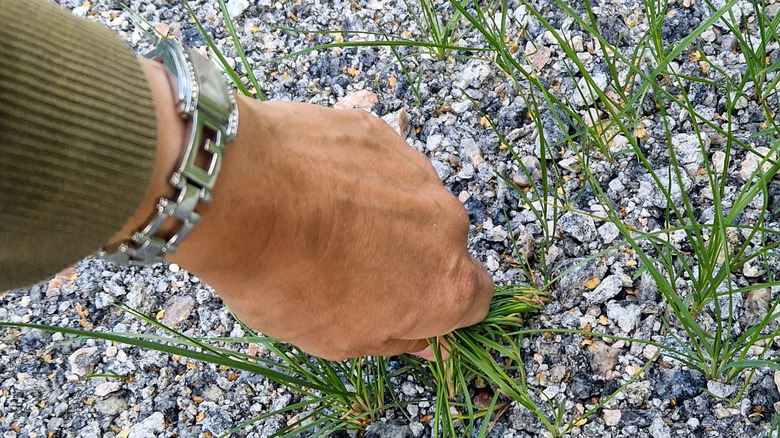 Close-up of a person's hand pulling annoying grass from gravel