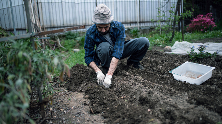 Gardener in black boots and a gray hat plants seed potatoes in a vegetable garden.