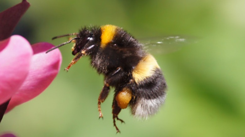 bee flying beside pink flower
