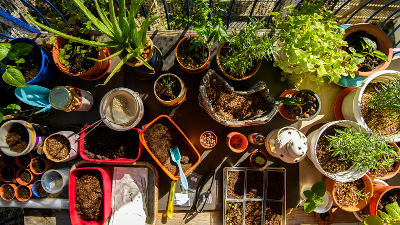 container garden, various size plastic pots