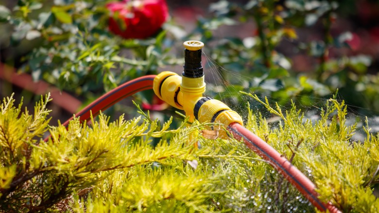 PVC hose attached to spigot watering garden