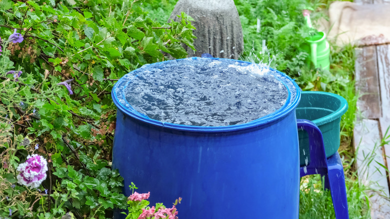 blue rain barrel catching rain