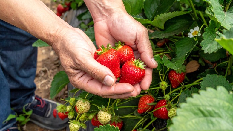 Gardener holding freshly picked strawberries beside abundant strawberry plants