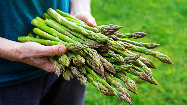 Close up of freshly cut asparagus