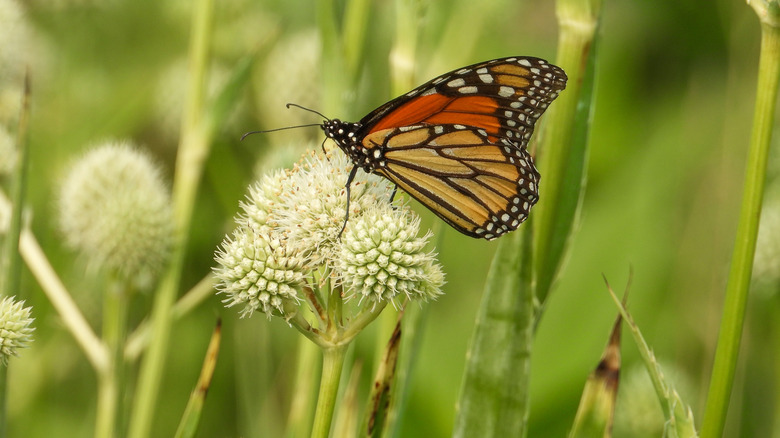 Rattlesnake master plant with a butterfly on it