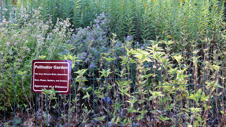 Sign indicating a pollinator garden, next to blooming plants