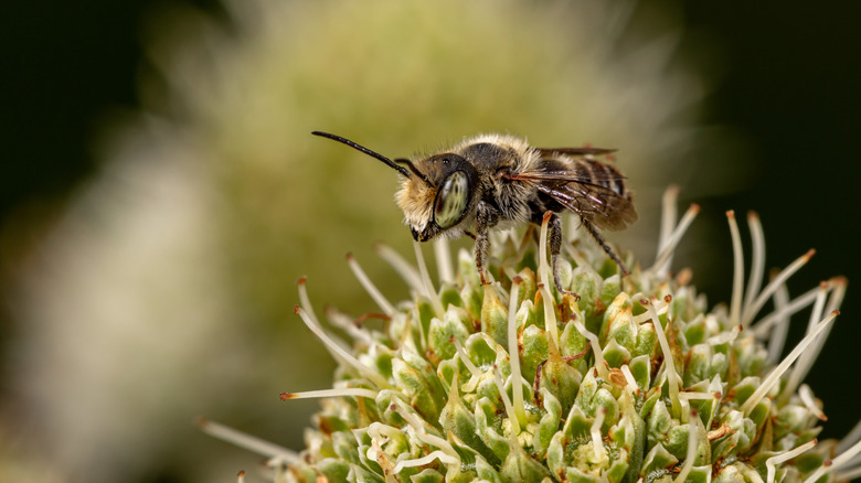 Close up of a bee on a rattlesnake master plant