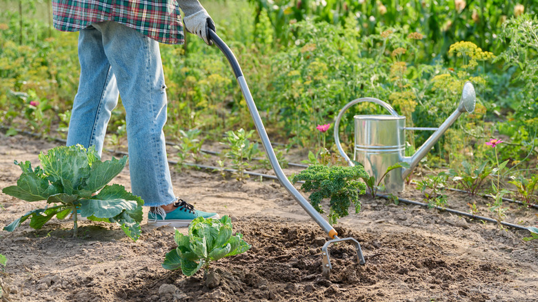 A person in a flannel shirt, jeans, and blue-green shoes uses a stirrup hoe in a garden bed.