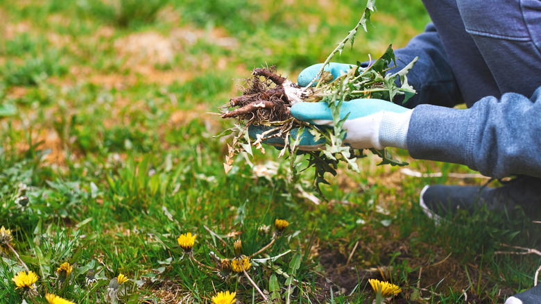 Person wearing gardening gloves pulls a large dandelion out of a lawn.