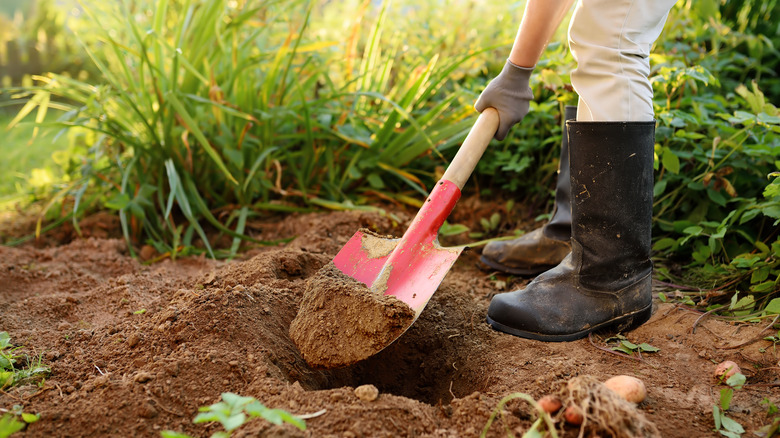 A woman digging a hole using a standard American shovel