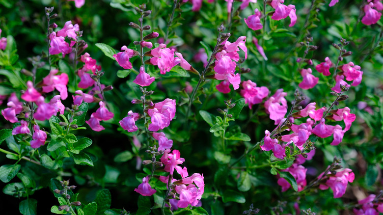A pink-flowering autumn sage in a garden bed.