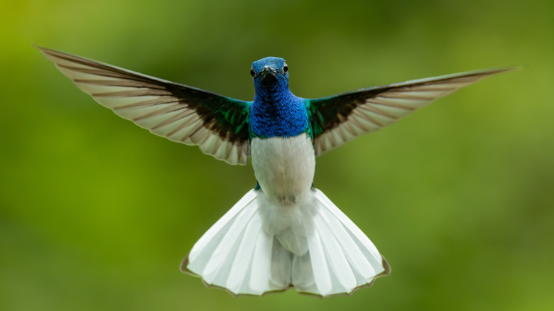 A blue, white, green, and gray hummingbird flies facing forward against a green blurry background.