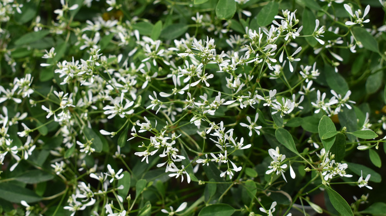 Closeup of the delicate white flowers on a mound of baby's breath euphorbia