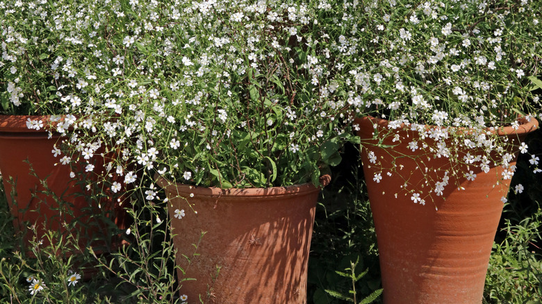 Outdoor terracotta pots filled with baby's breath