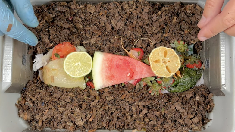 A lime and a lemon sit alongside other fruit on the top of a worm bin.
