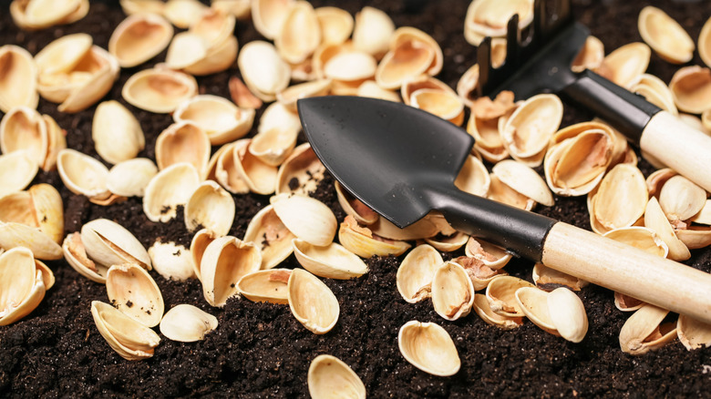 Pistachio shells on the dirt with a small hoe and trowel on top