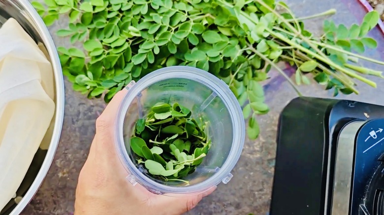 Moringa leaves in a smoothie blender cup