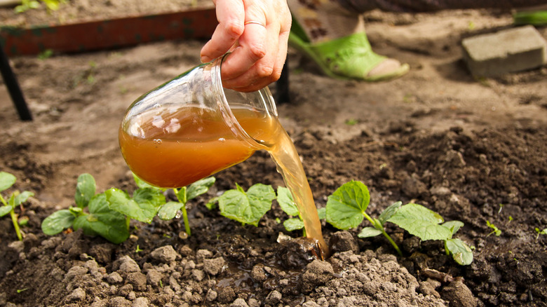 A person pouring a brown liquid from a glass jar onto soil