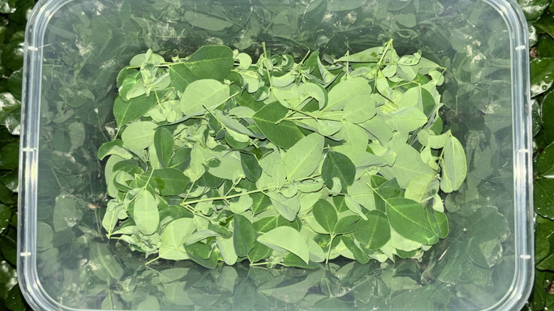 Moringa leaves ready to be made into tea.