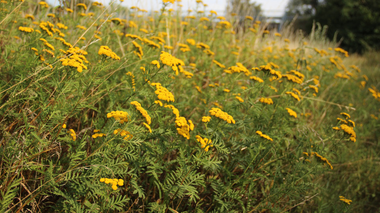 Achillea ageratum with lots of bright yellow flowers growing in a meadow.