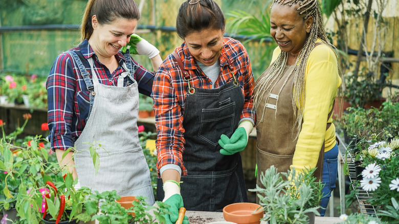 Three women potting up some herbs in a nursery.
